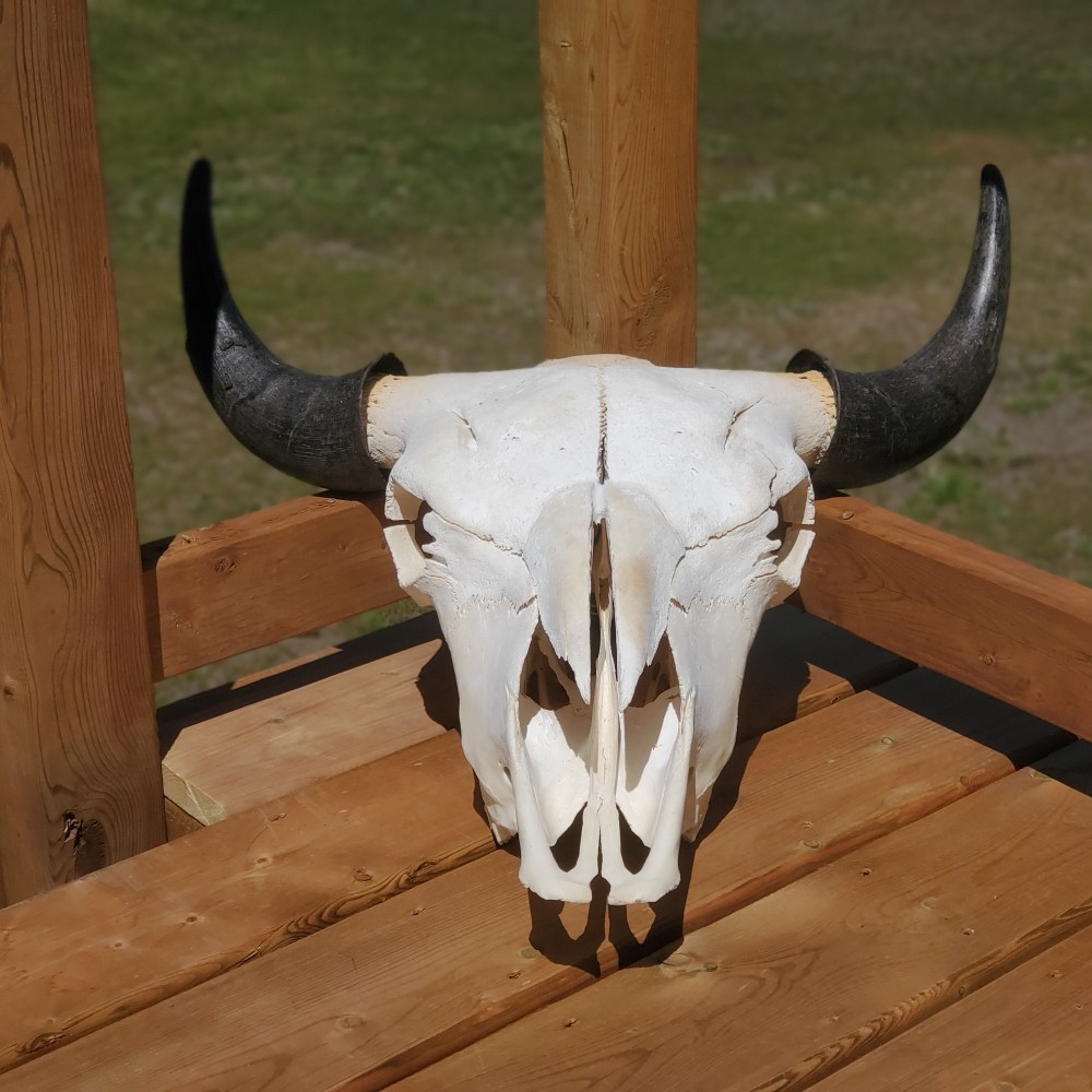 Bison Skull, Young Bull