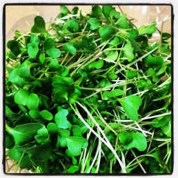 Broccoli - Organic Microgreens- 60 g