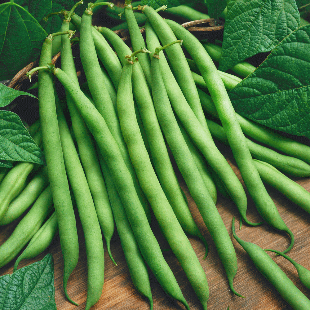 Beans - Green - Organic - Pfennings - 1/2 Bushel