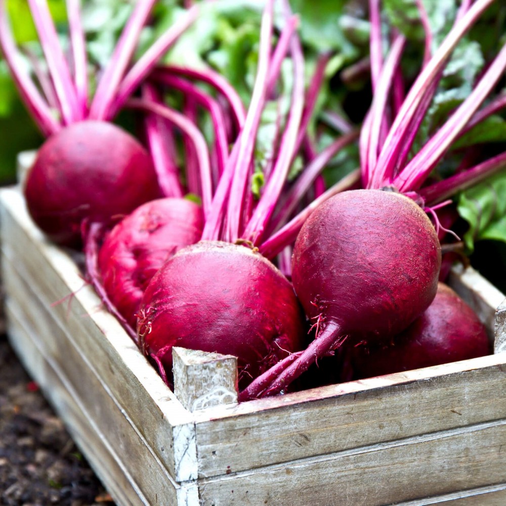 Beets - Organic - Case of 12 Bunches