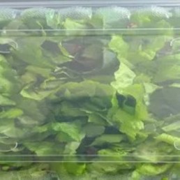 Salad Mix - Spring Mix - Locally Grown - Large 