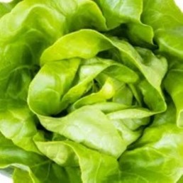 Lettuce - Butter Crunch - Locally Grown 