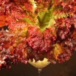 Lettuce - Outrageous Red - Locally Grown