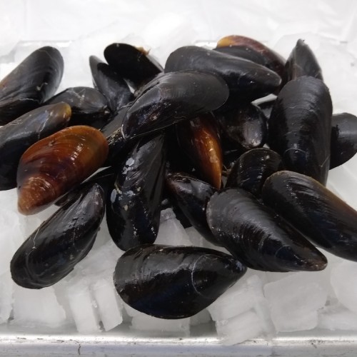 Fresh PEI mussels (2LB)