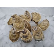 fresh Beausoleil oysters in the shell