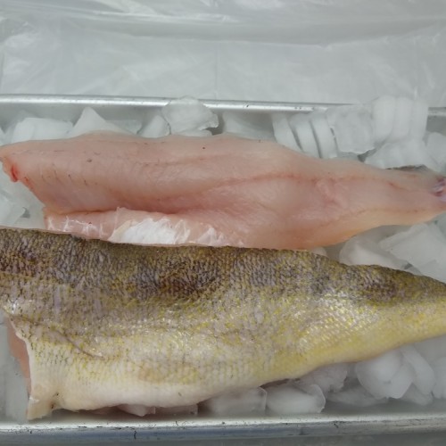 Fresh Pickerel (1LB)