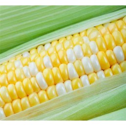 Sweet Corn - dozen