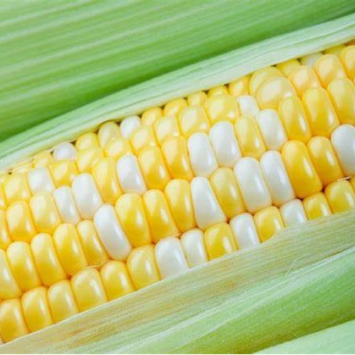 Sweet Corn - dozen