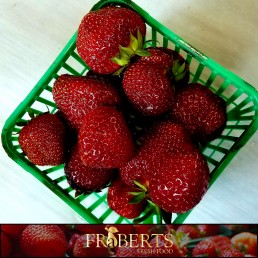 Strawberries - Ontario - Pint
